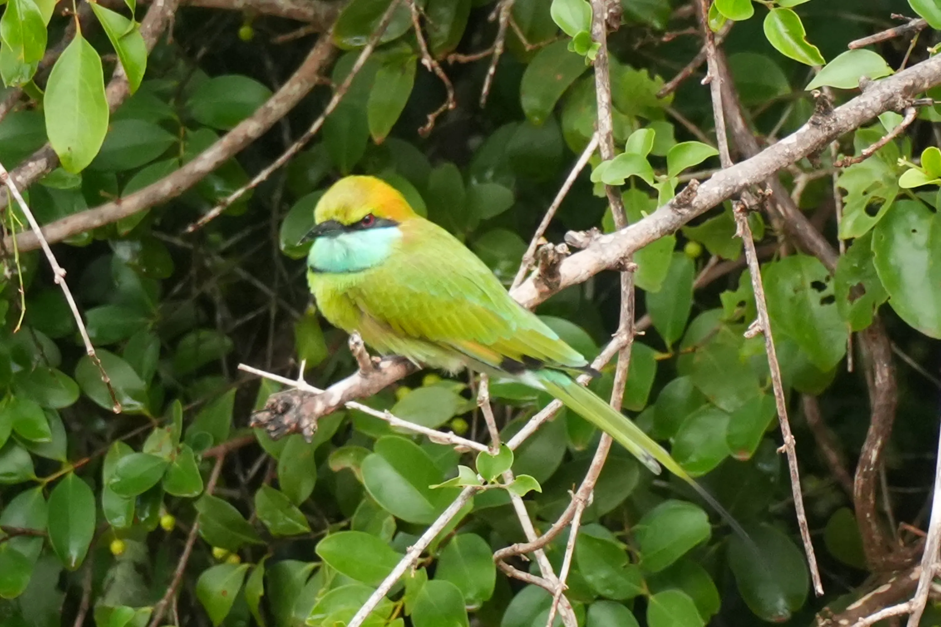 A green bee-eater on a thin branch