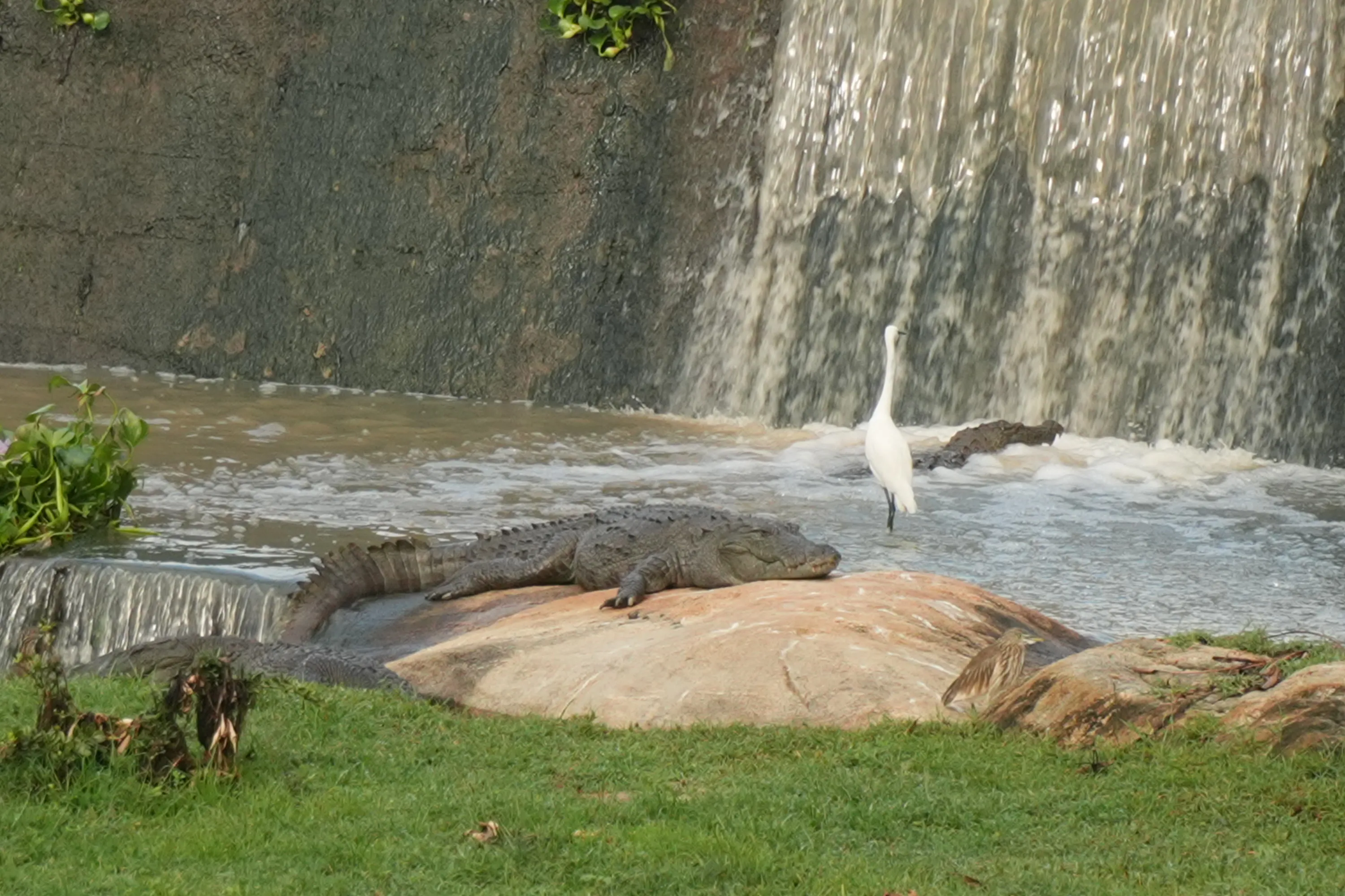 A crocodile lying on rock beside a spillway with an egret standing next to it