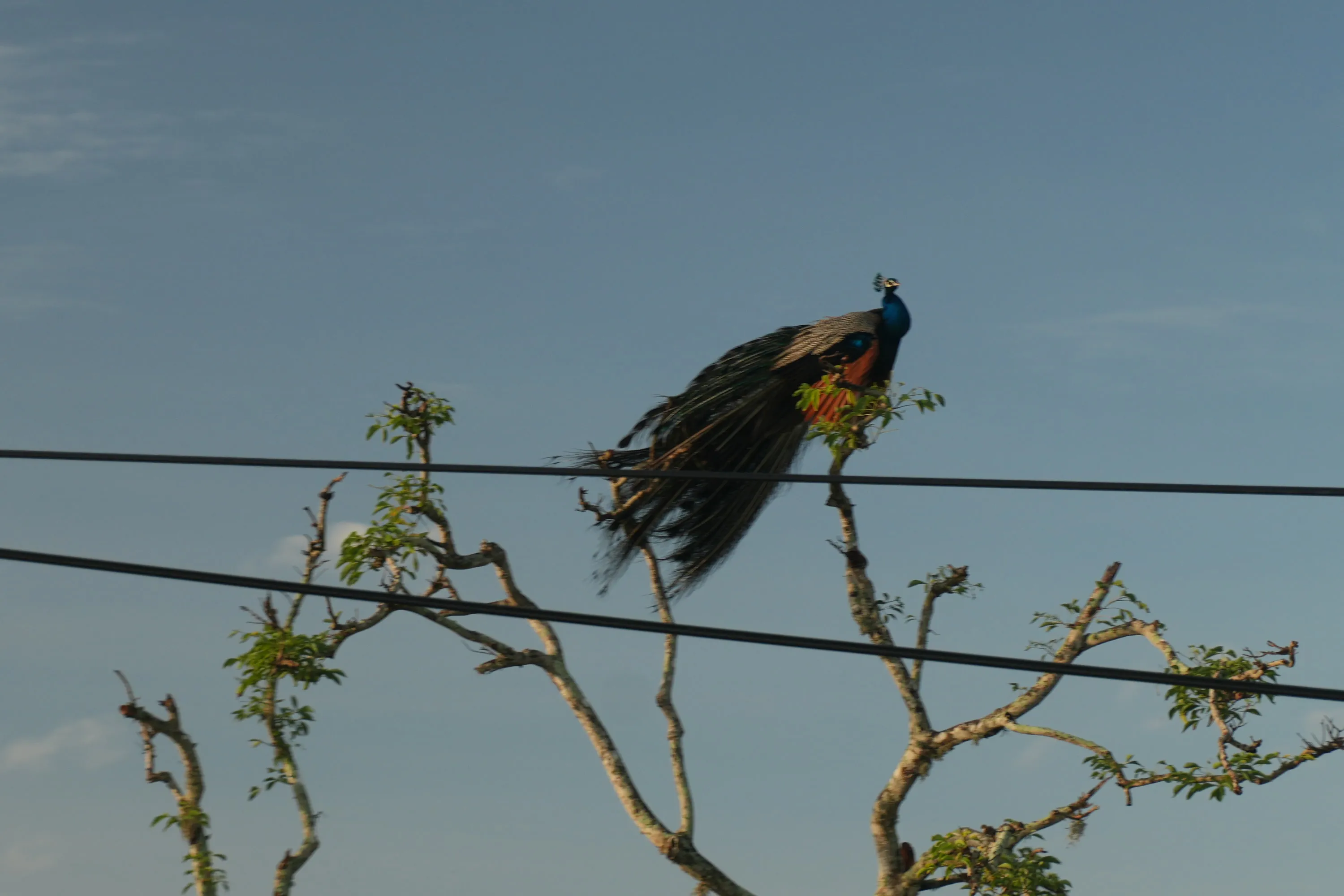 A peacock perched on a bare branch against the rising sun