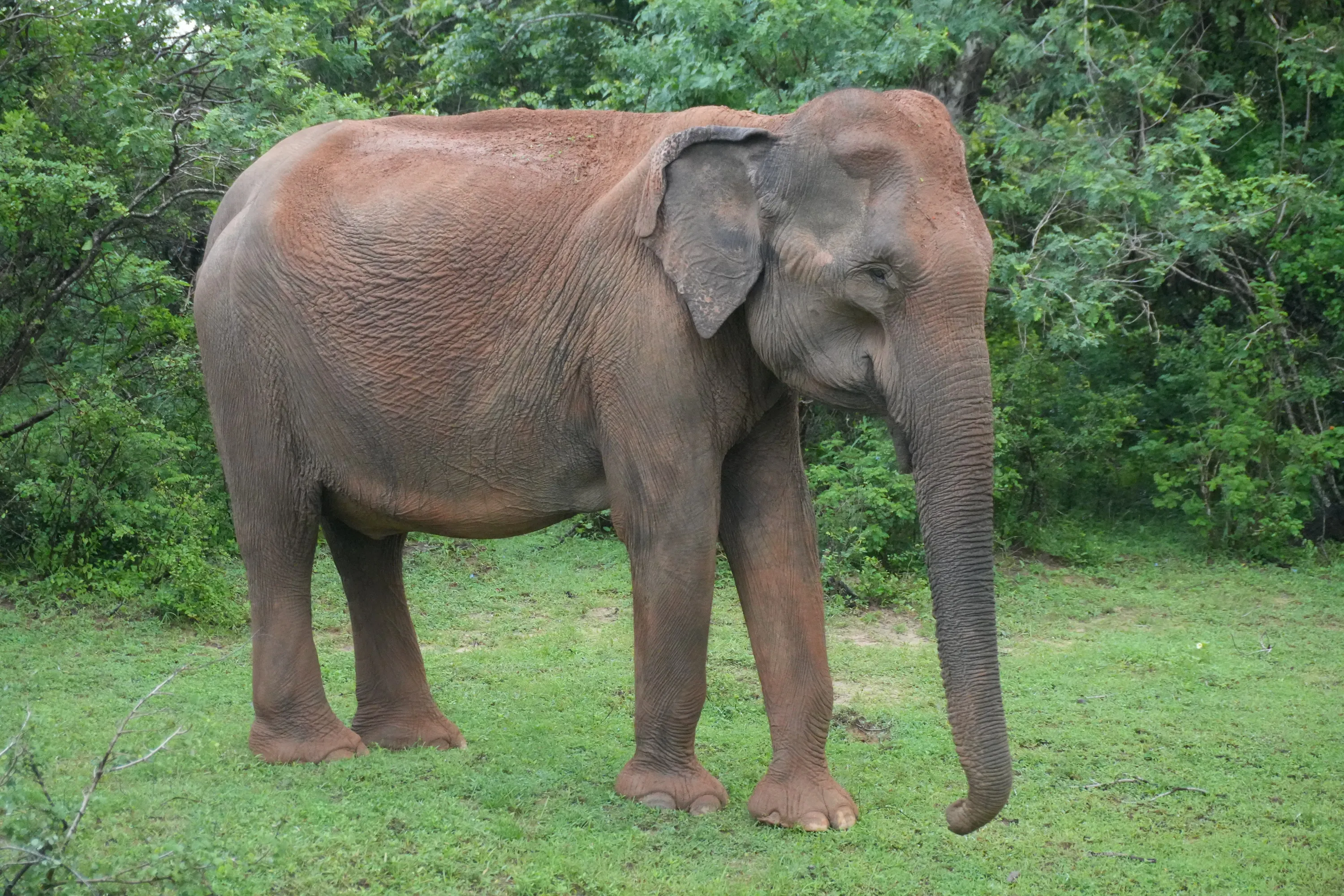 A single elephant standing side on in bright green scrub