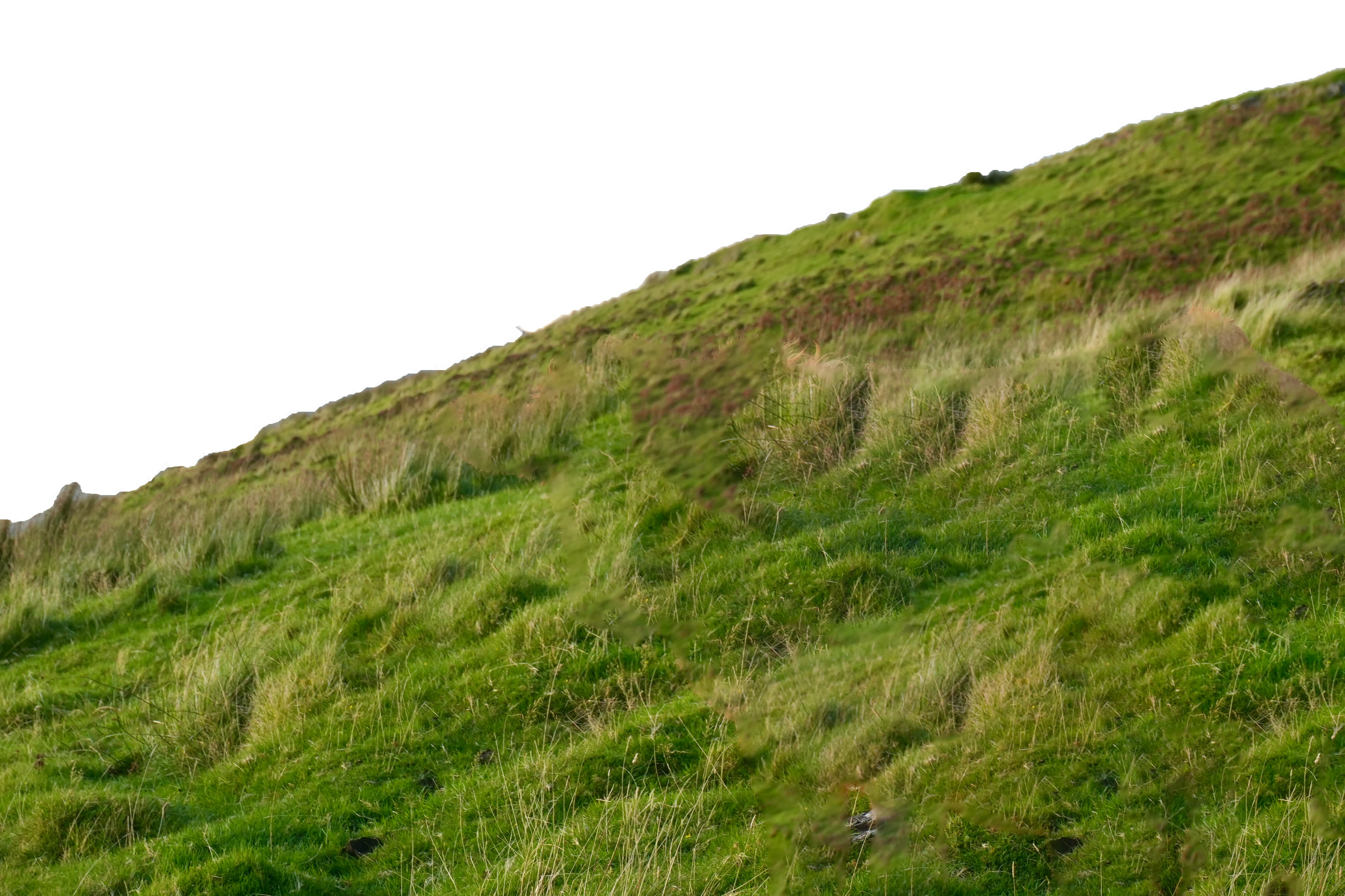 grass