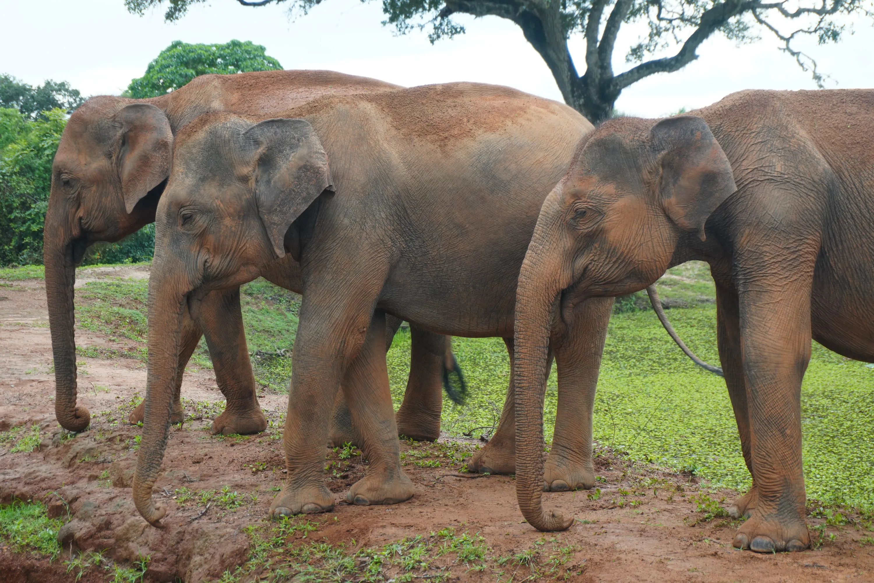 A line of elephants moving together across open ground