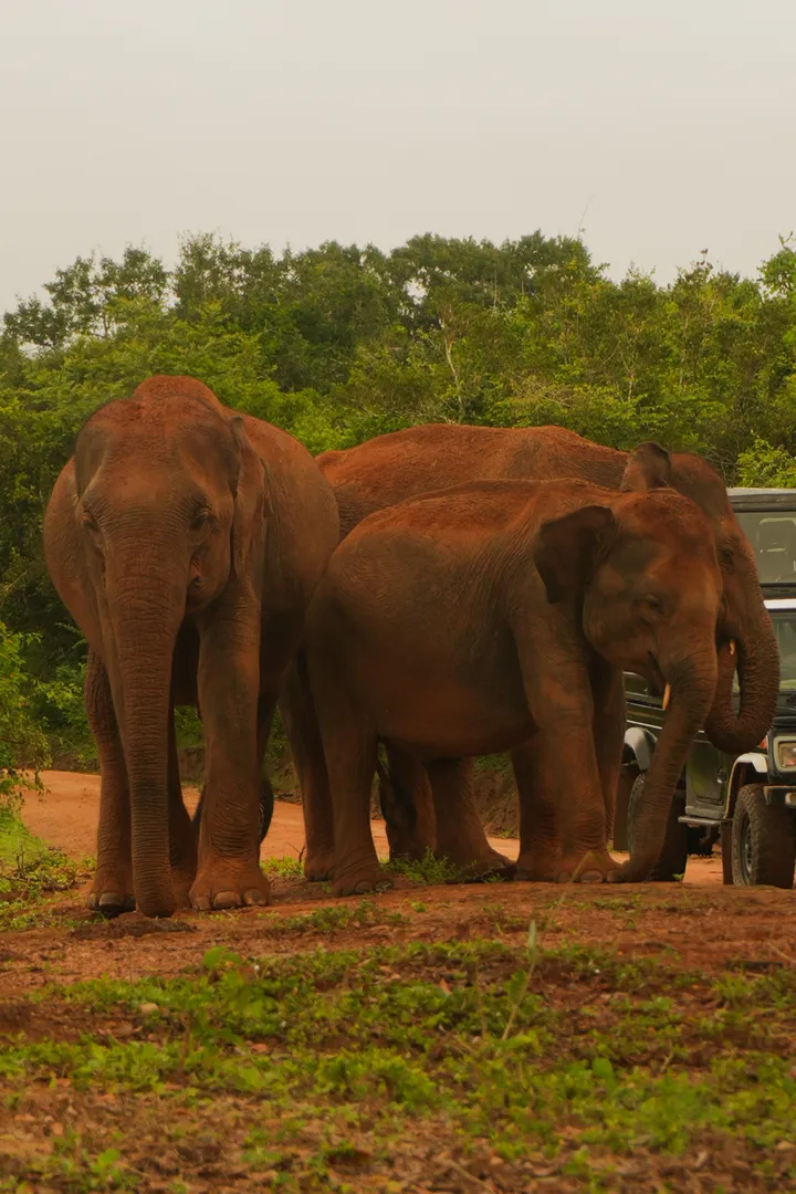 elephants