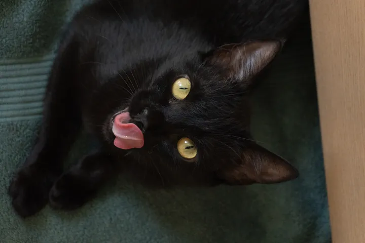 miauuuu