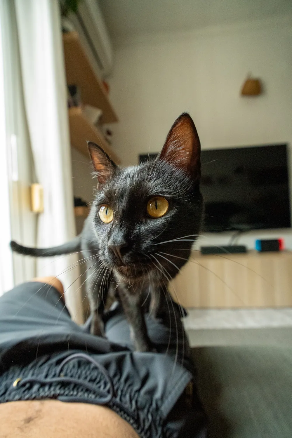 guxi!