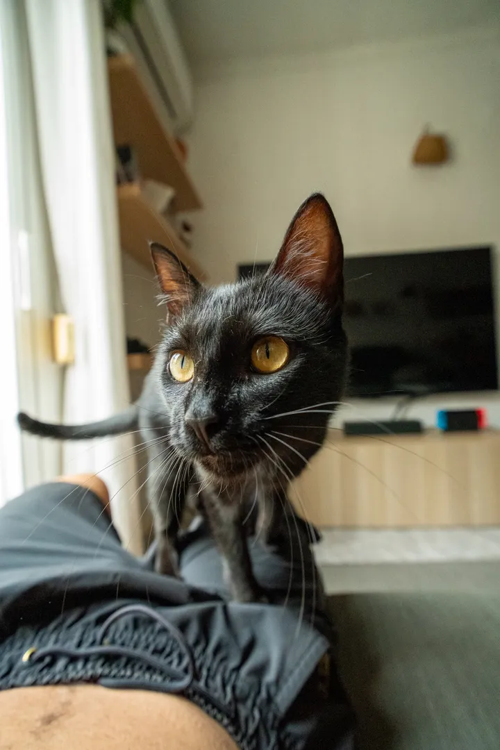 guxi!