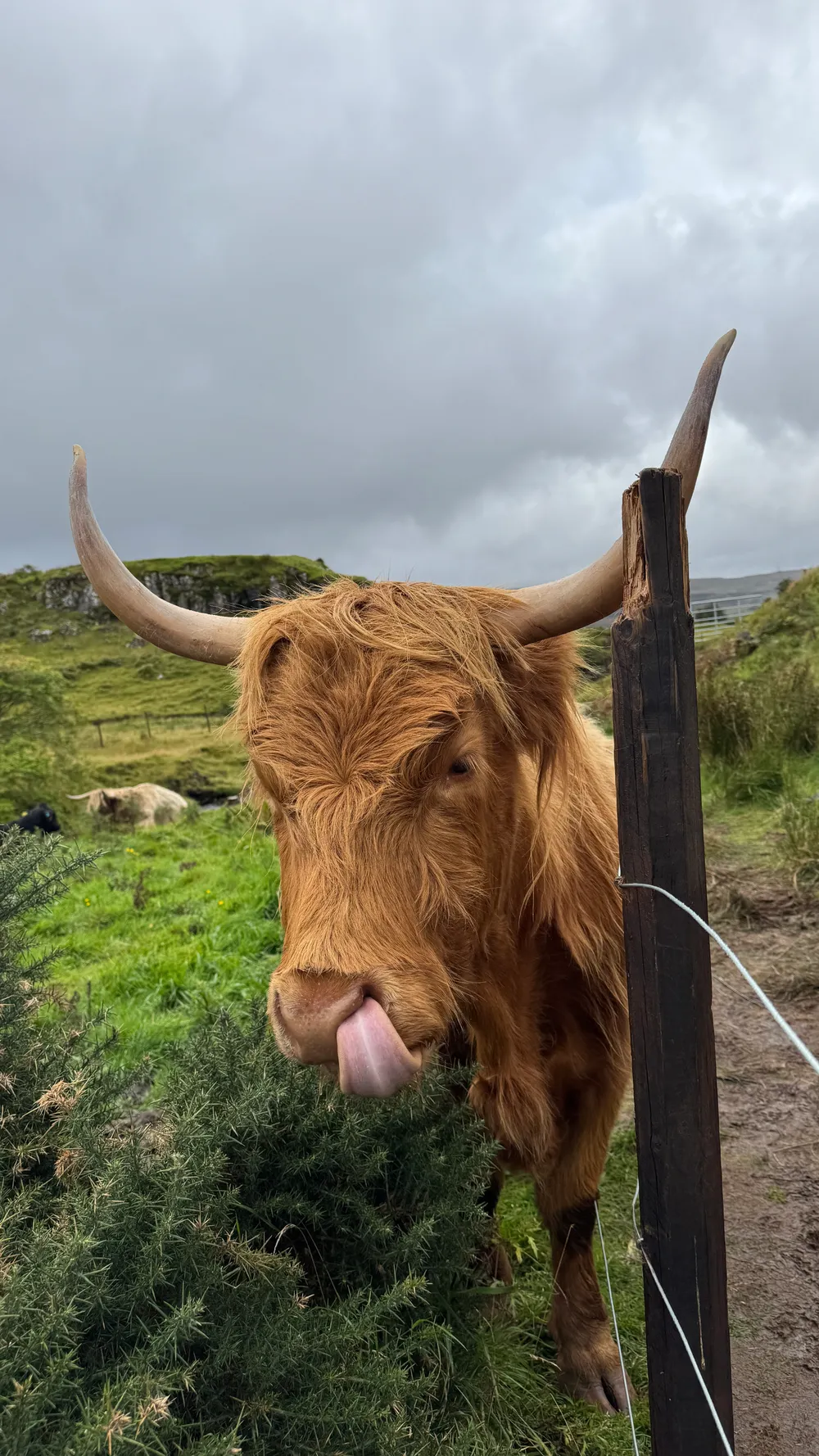 Cow on the trail