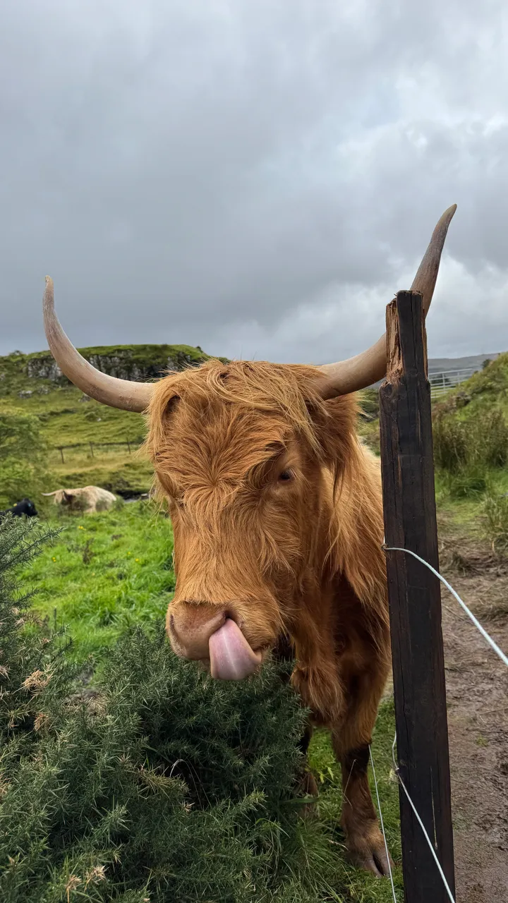 Cow on the trail