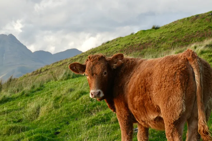 Highland cow