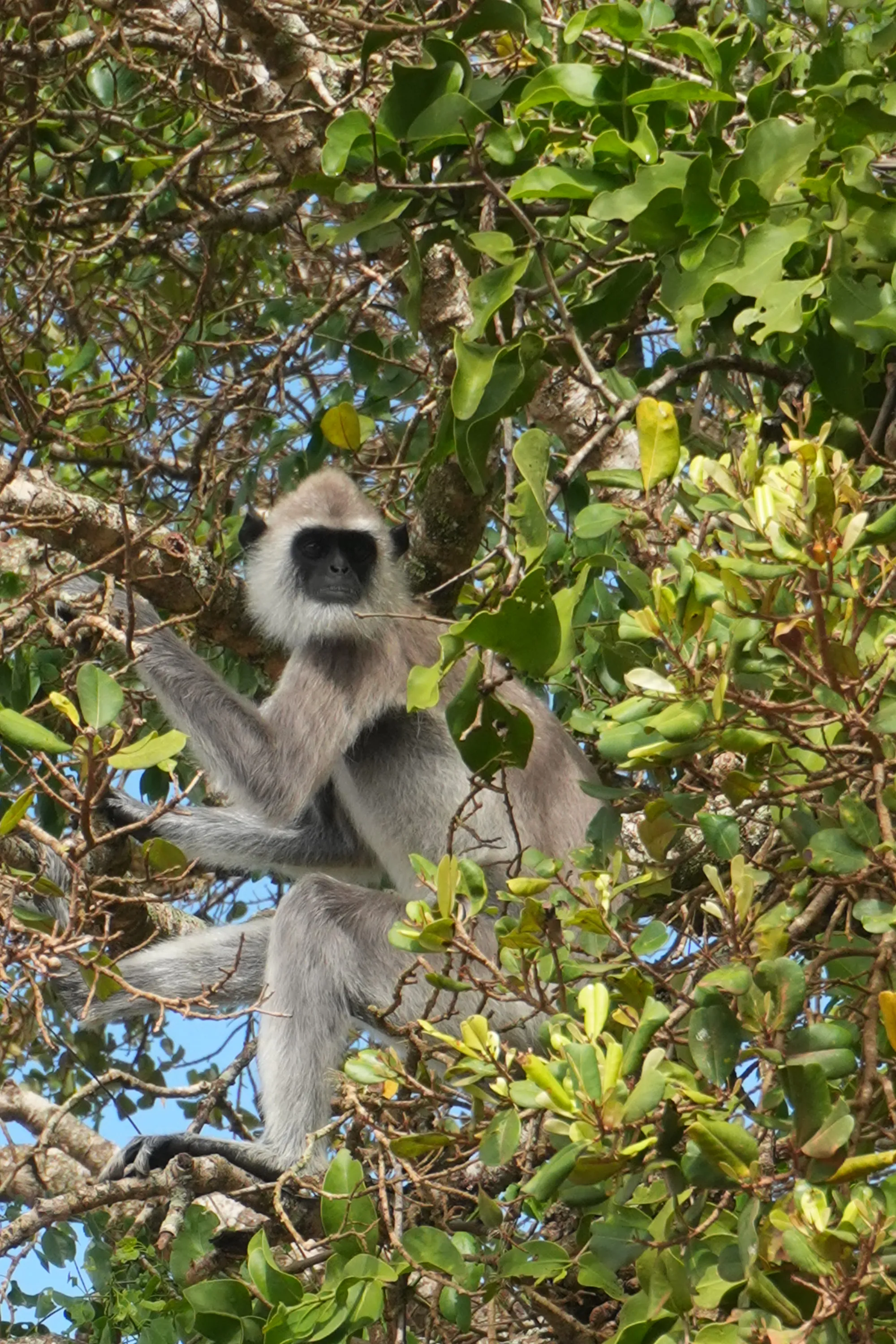 A grey langur sitting in a tree