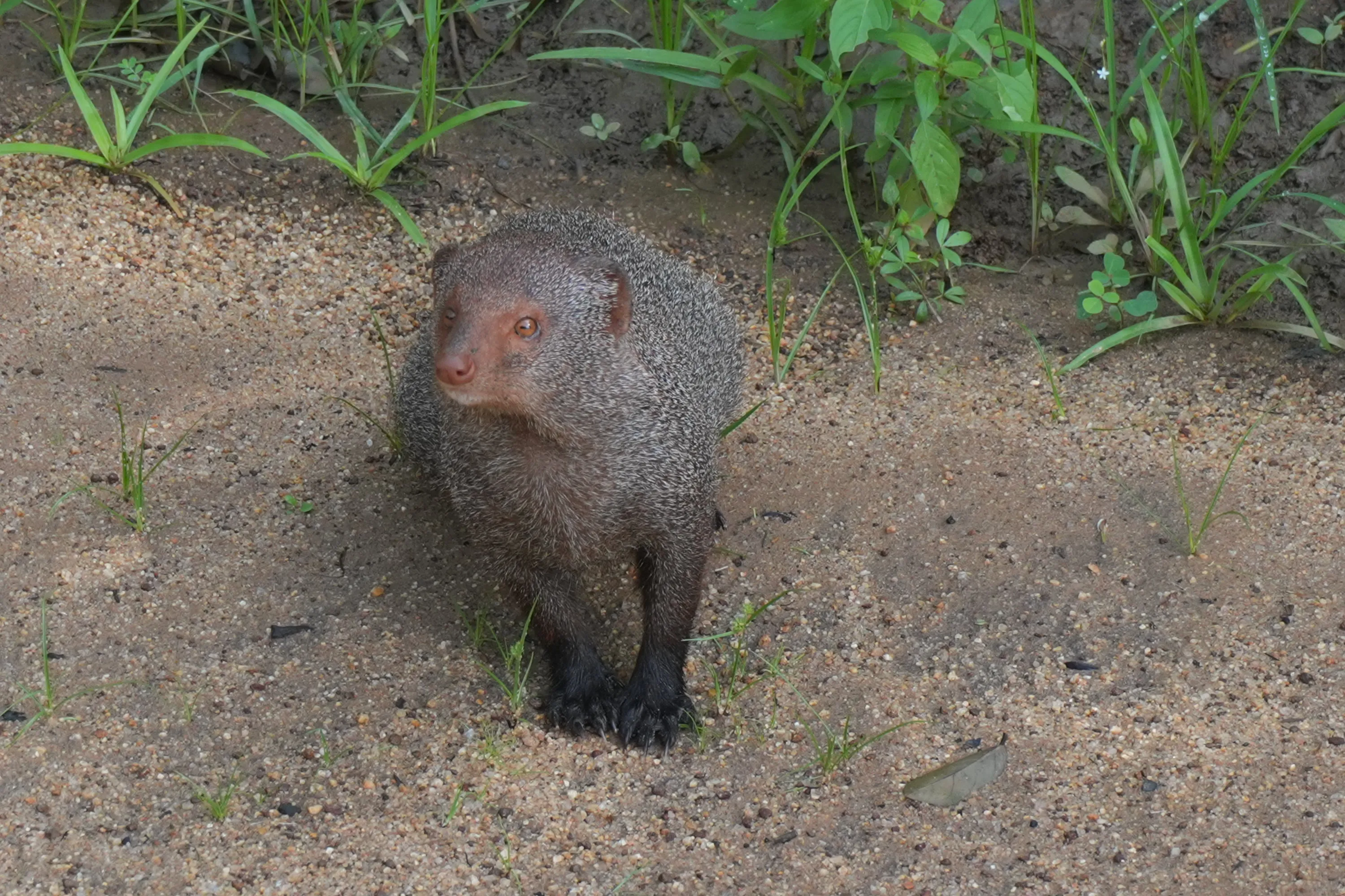 A mongoose standing on sandy ground looking straight at the camera