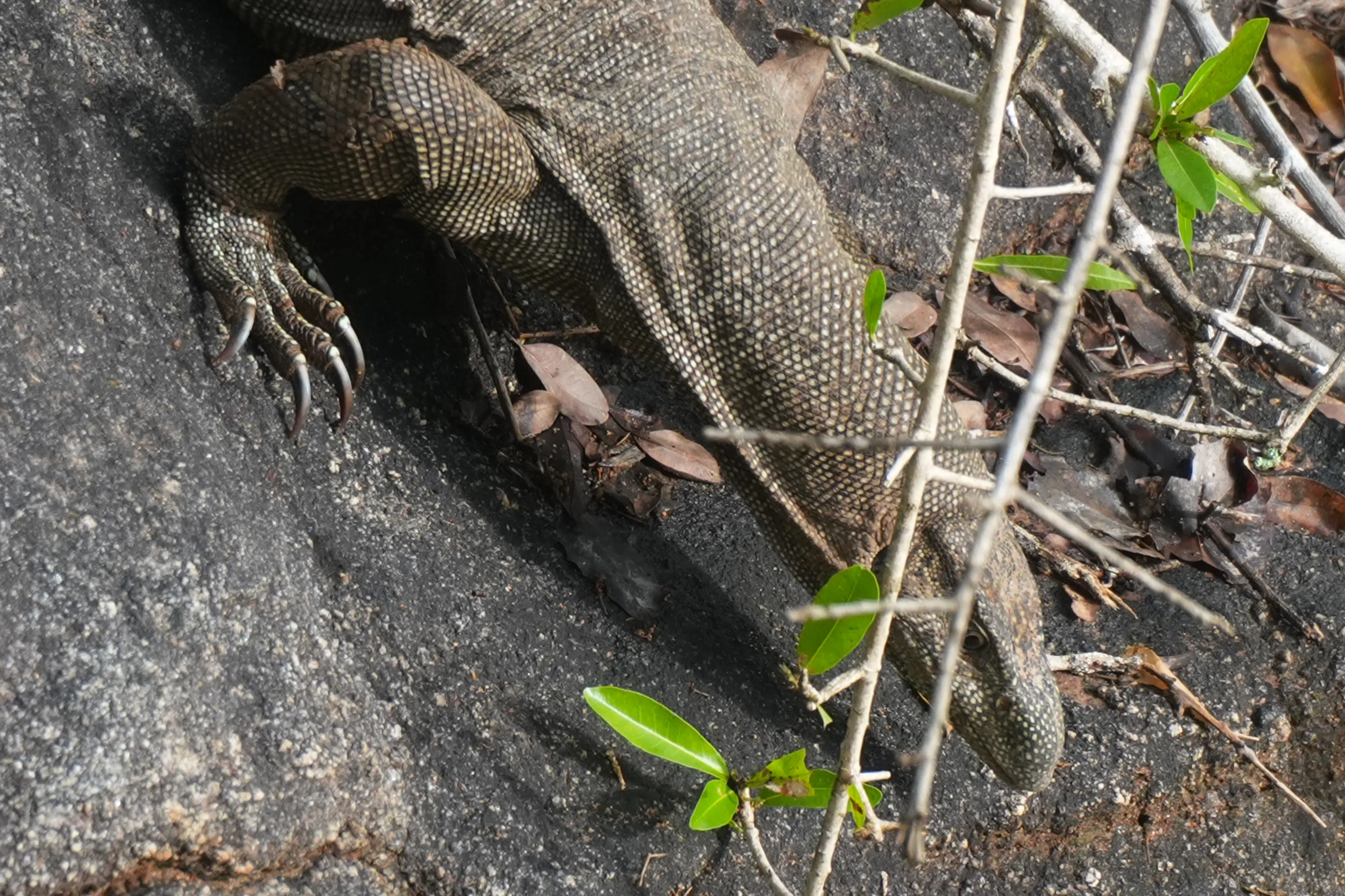 A monitor lizard climbing over a rock