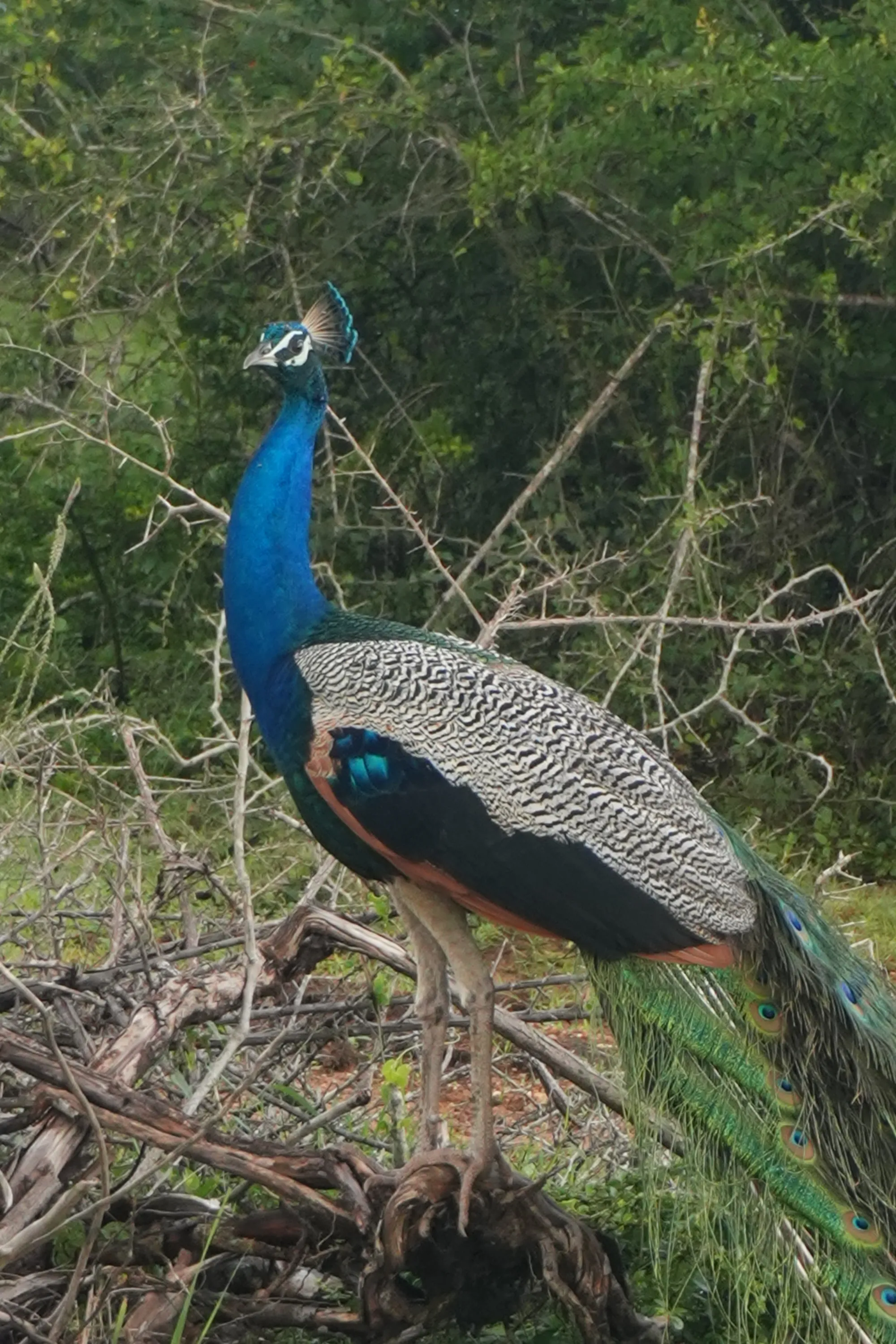 A peacock in full colour perched on dead branches