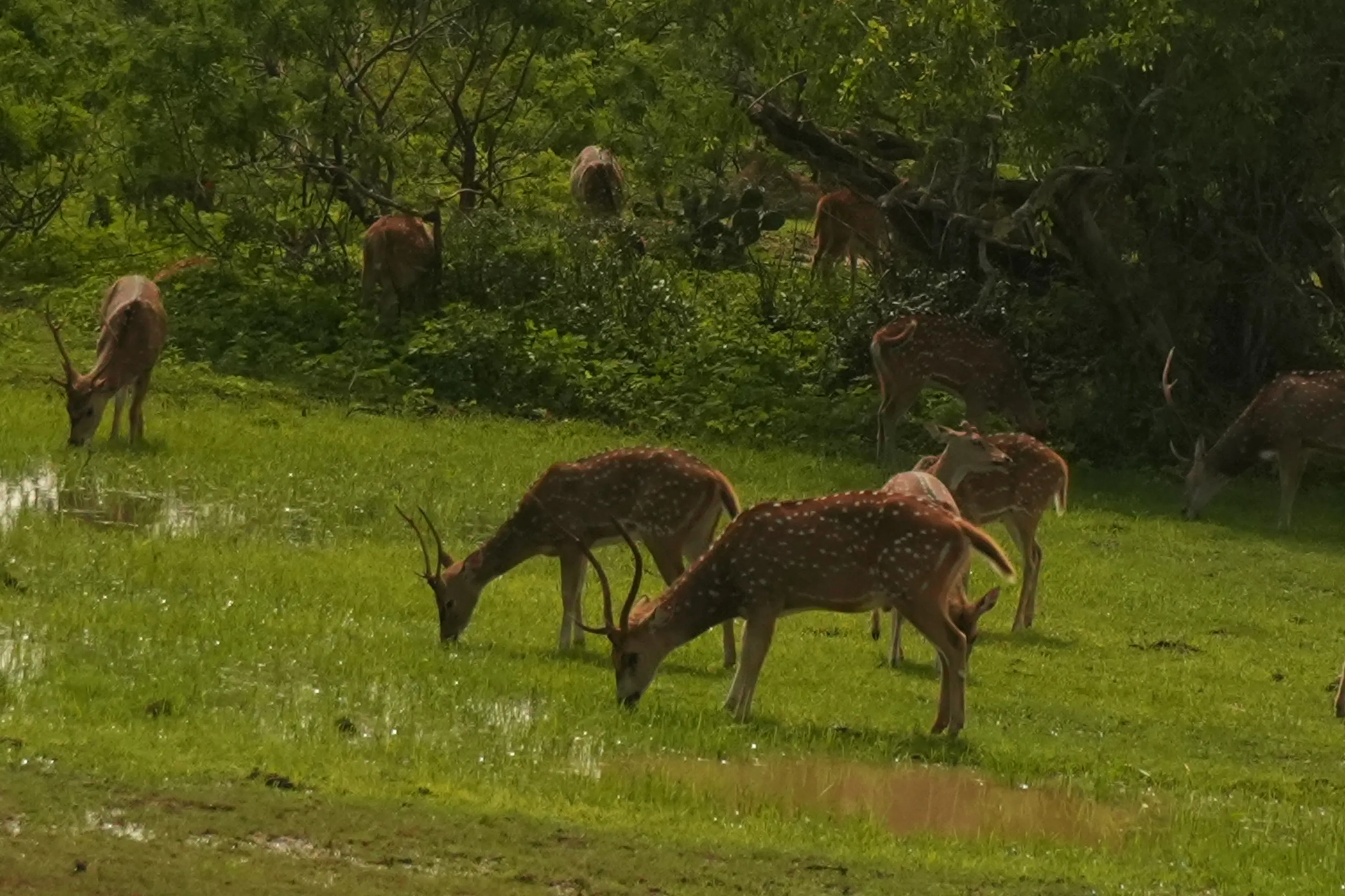 Spotted deer grazing on wet grass