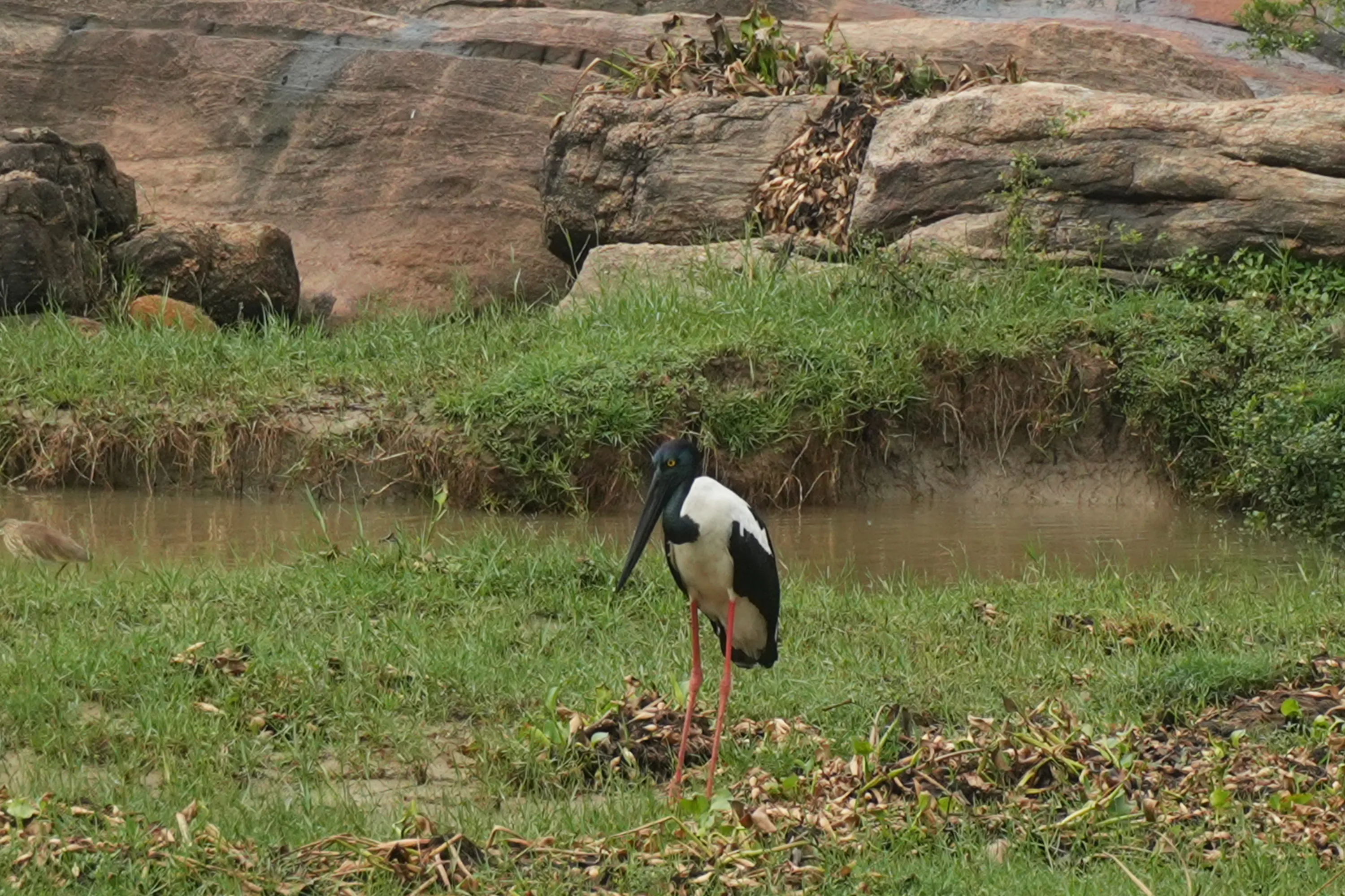 A black necked stork standing in shallow water