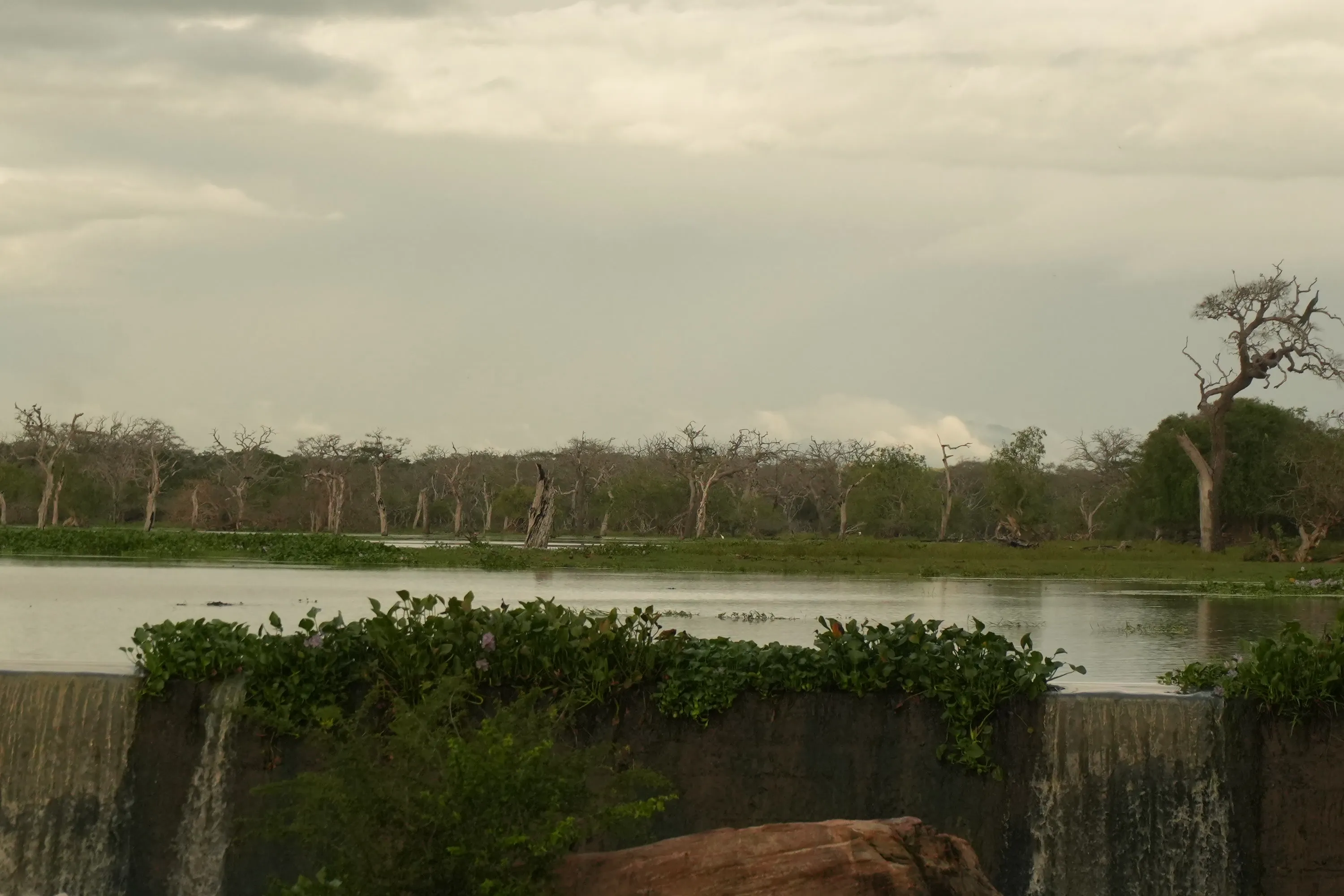 Drowned trees standing in the grey water of the tank