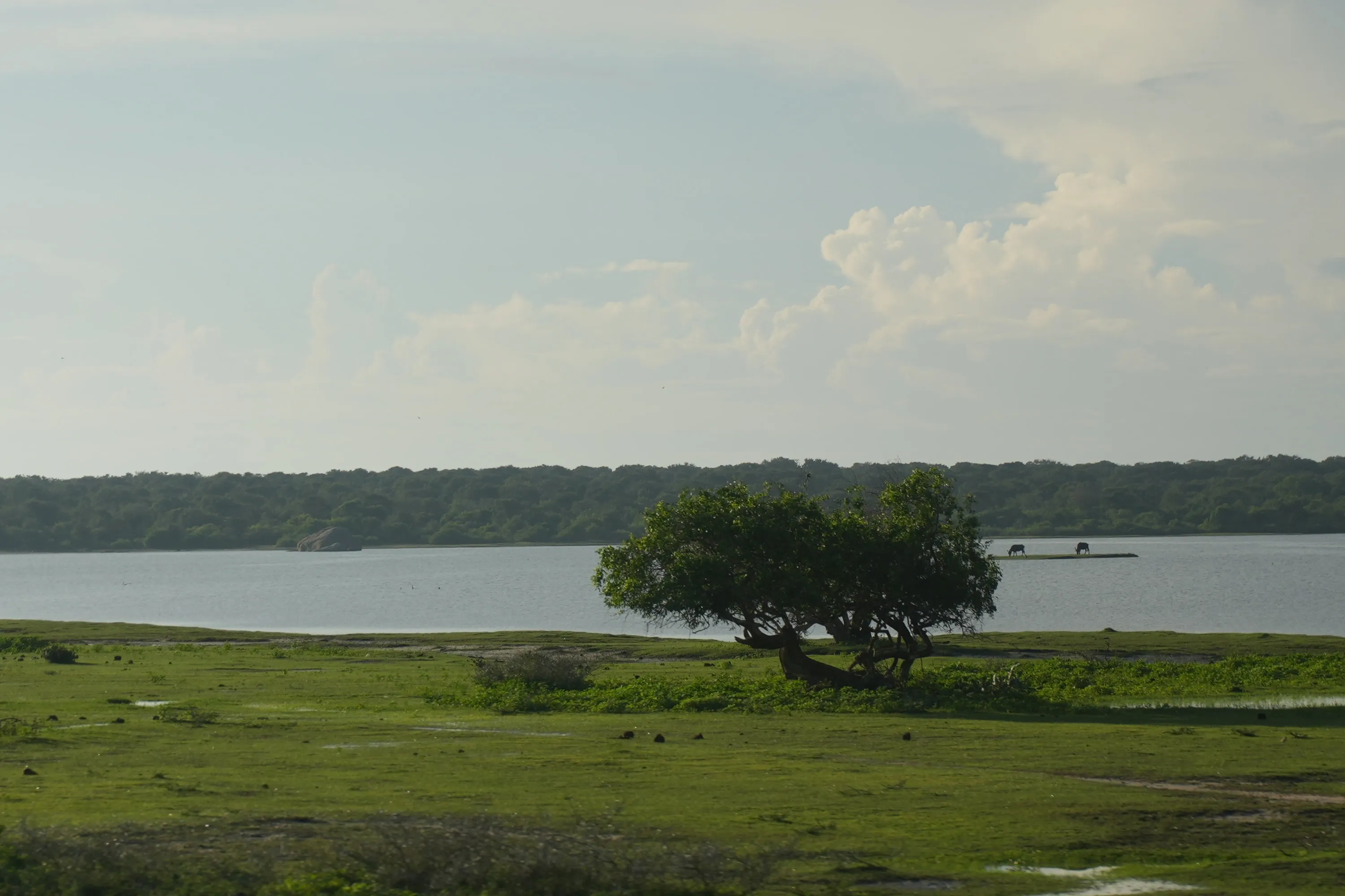 A single tree standing in the flooded tank at dawn